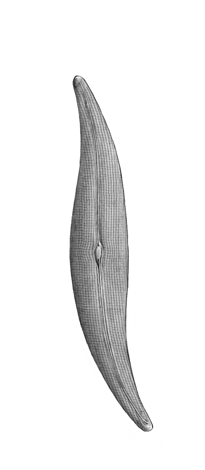 Dictyocha speculum